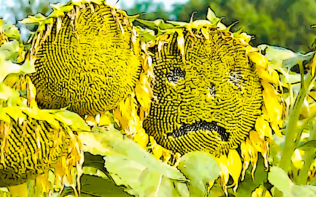 olio di girasole