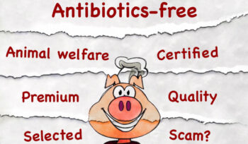 without antibiotics