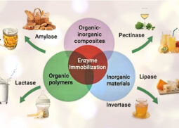 Enzimi alimentari, quali regole in UE. Risponde l’avvocato Dario Dongo