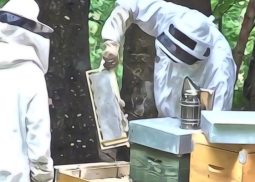 obbligo di registrazione associazione apistica