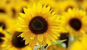 FARE_etichettatura spagnola oli vegetali