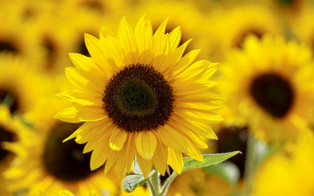 FARE_etichettatura spagnola oli vegetali