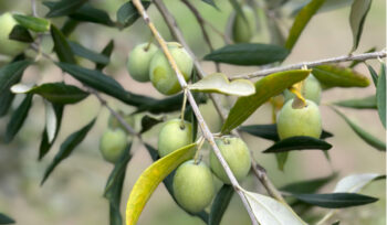 FARE_etichetta olio extra vergine oliva