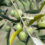 Etichettatura di origine dell’olio extra vergine d’oliva