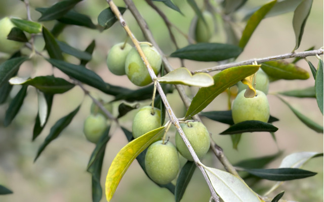 FARE_etichetta olio extra vergine oliva